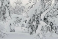 Find the bird