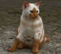 cats with unusual markings