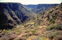 Saguaro-cacti-canyon-Arizona-Agua-Fria-National