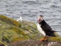 A Puffin on the Isle of May (2)