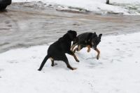 Beaucerons in action