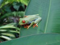 Costa Rica