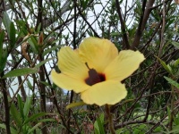 Flower in garden at Nyerimilang, East Gippsland, Vic, Aus
