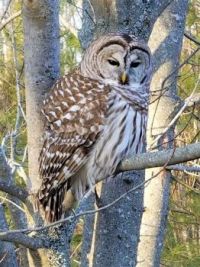 Barred Owl March 2021