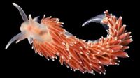 Nudibranchs(sea snails or slugs)