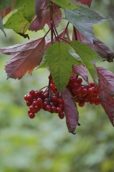 American Cranberrybush
