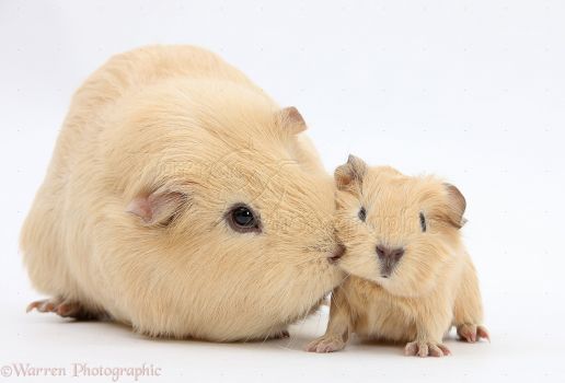 21649-Yellow-mother-and-baby-Guinea-pigs-white-background