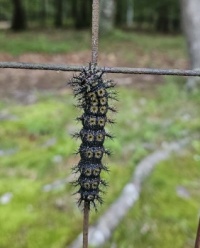 Bristled catepillar