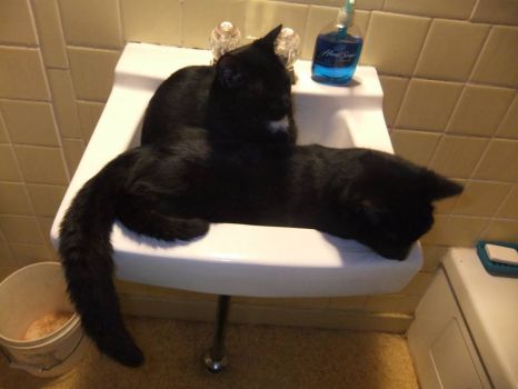 My two black kittens, Denby and Cayden, in my sink.