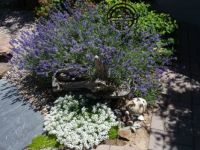 Lavender and Alysum
