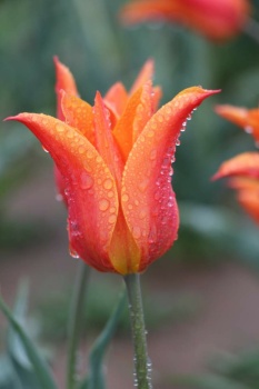 Flower with Water Droplets
