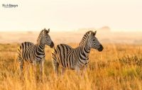 Zebras and the Setting Sun