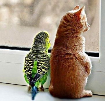 Parrot and cat!