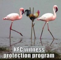 wittness protection program