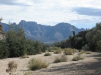 view of Catalinas from Honeybee Canyon wash