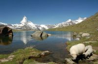 Matterhorn and Sheep