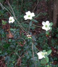 Dogwood blossoms in SE Texas