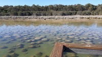 Thrombolites, Lake Clifton