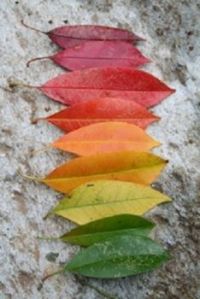 Leafy Rainbow