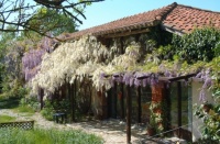 wisteria in full flower