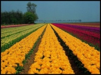 Pole plné tulipánů...  A field full of tulips ...