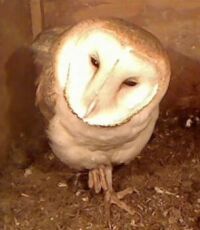 Barn Owl Fascinated, Watching Spider on the Move