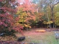 autumn colors