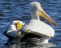 Pelican on Local Lake