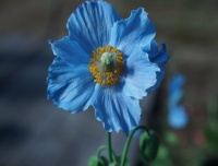 Blue Flower