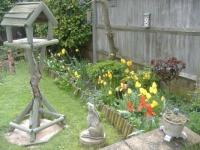 2023 April - Daffodils & Tulips in my garden nickysgarden