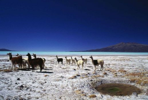 Herd of Llamas on shore of Coipasa Lake, Bolivia