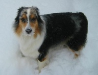 Chloe in the snow 