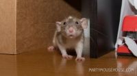 Bean saying hai
