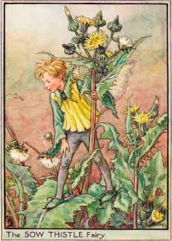 The Sow Thistle Fairy (smaller size)