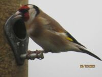 The Goldfinch having breakfast.