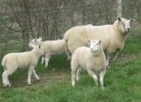 Growing lambs.
