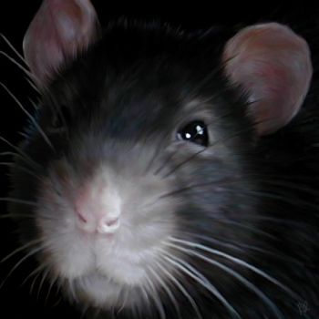 Theodore the rat