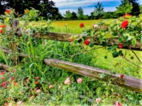 "Rustic Garden Fence"