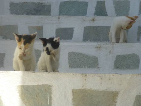 Greek cats 3
