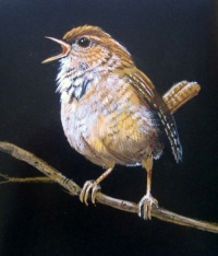 Art - Bird - Wren