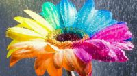 Colorful_Rainbow_Flowerapers
