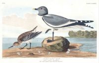 J.J.Audubon - Fork-tailed Gull (Plate 285)