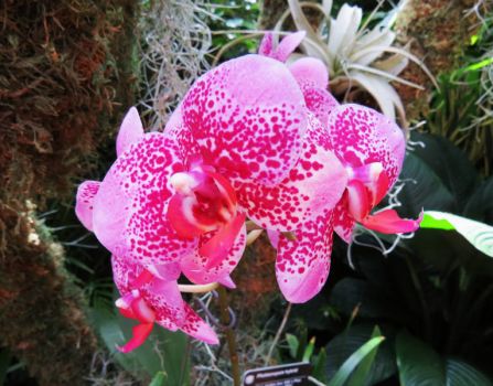 Orchid Show - 16