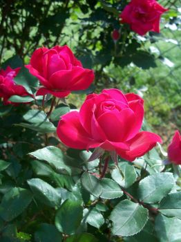 Roses