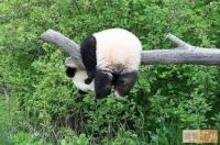 panda antics