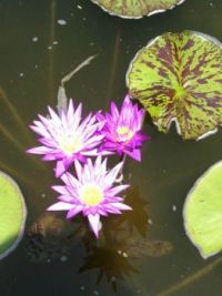Tropical Water Lilies