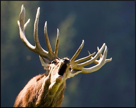 Write a Caption!  antlers