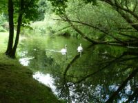 Swans on the Broads near Norwich