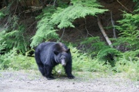 Local BC Resident