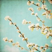 blossoms by susannahtucker on etsy
